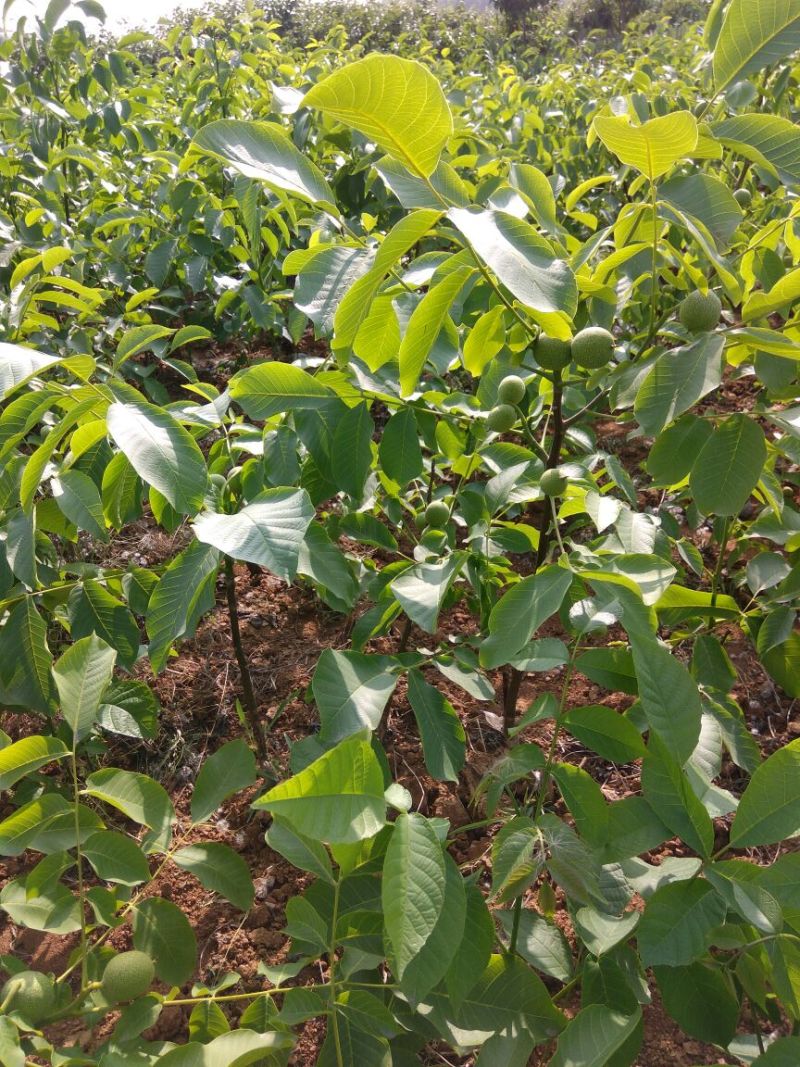 冠核一号核桃苗50~100cm二年苗