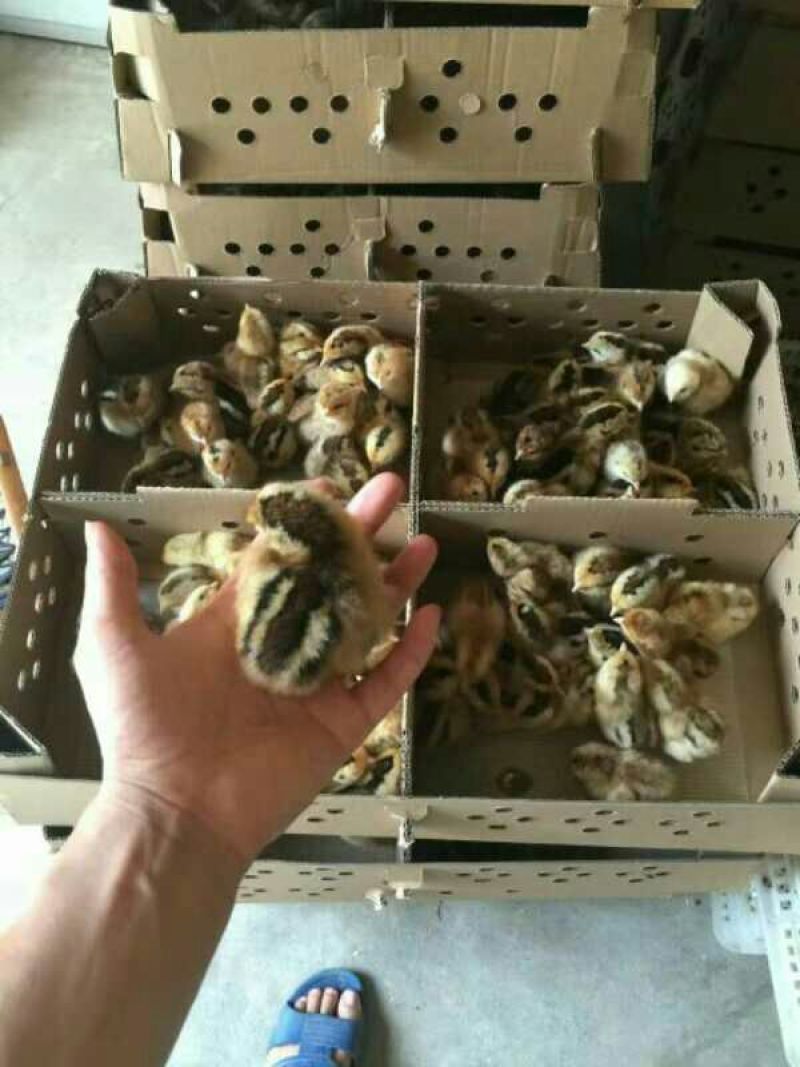 土鸡苗250克以下脱温苗