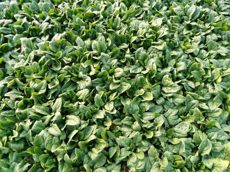 大叶菠菜15~20厘米