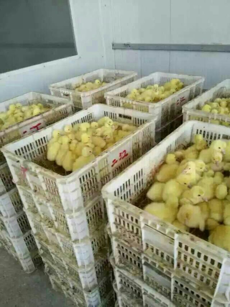 三花鹅苗250g以下