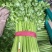 西芹50cm以上！大量上市长期合作要量大私聊支持发货