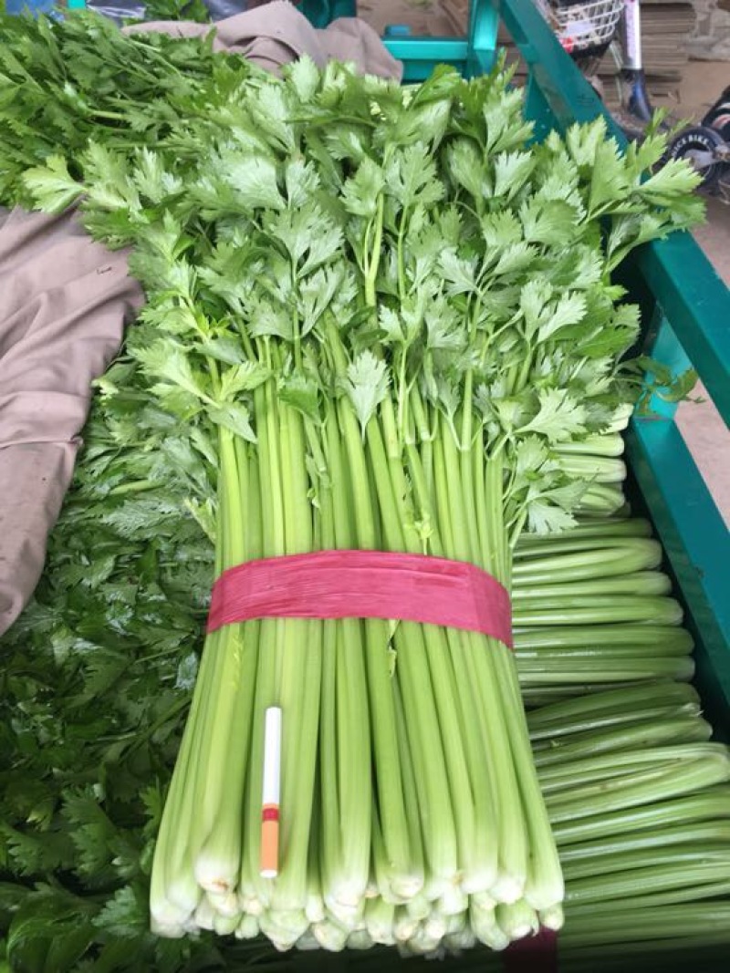 西芹50cm以上！大量上市长期合作要量大私聊支持发货