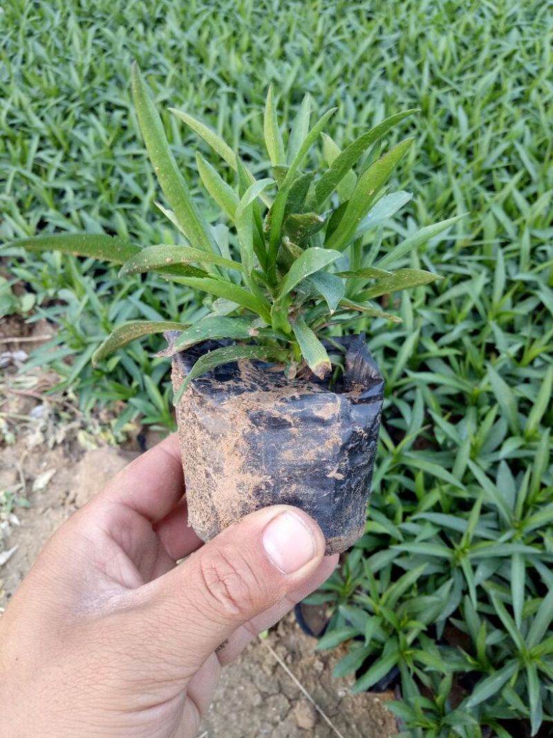 荷兰菊价格荷兰菊供应荷兰菊