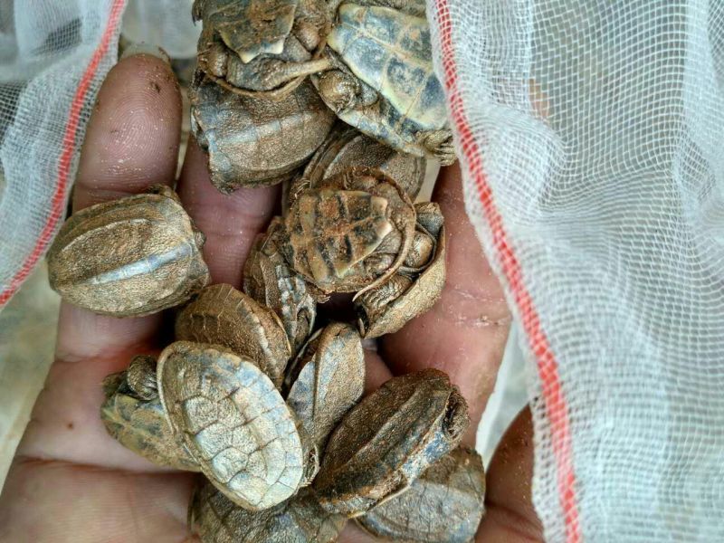 正品中华草龟乌龟及苗成品金线龟苗