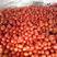 优质西红柿产地直供弧3以上硬粉通货