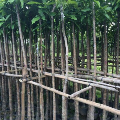 广州市从化七星农产品交易市场芒果苗 1~1.5m