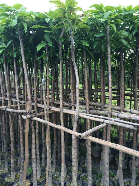 广州市从化七星农产品交易市场芒果苗 1~1.5m