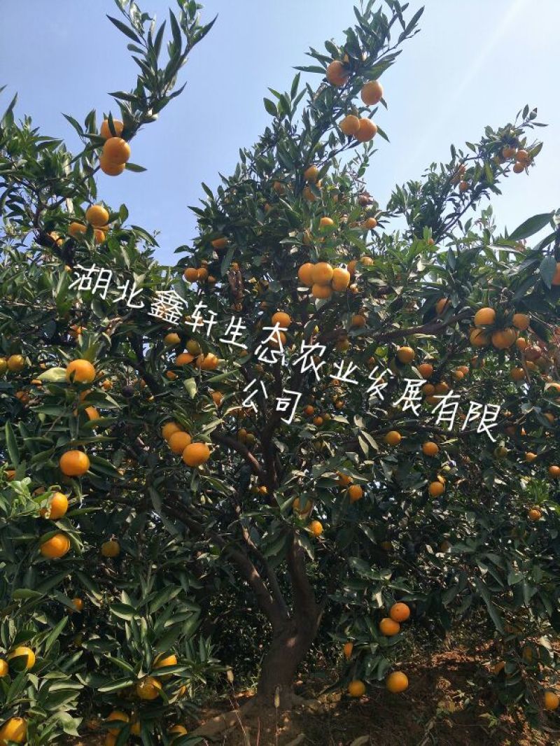 国庆蜜橘5~5.5cm