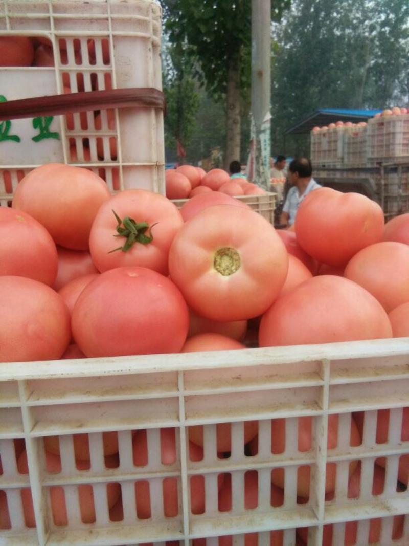 瑞星西红柿弧三以上硬粉，专共电商，超市，市场