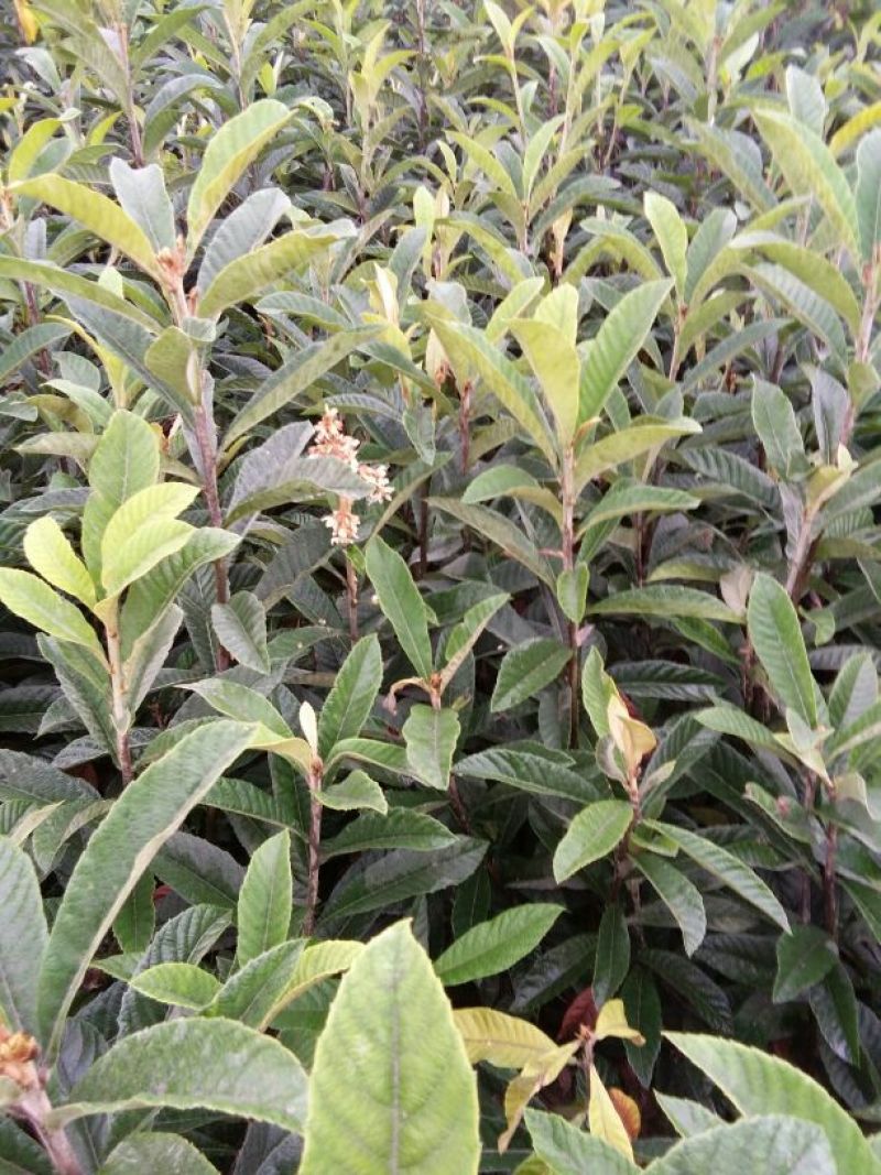 核桃苗一年苗50~100cm