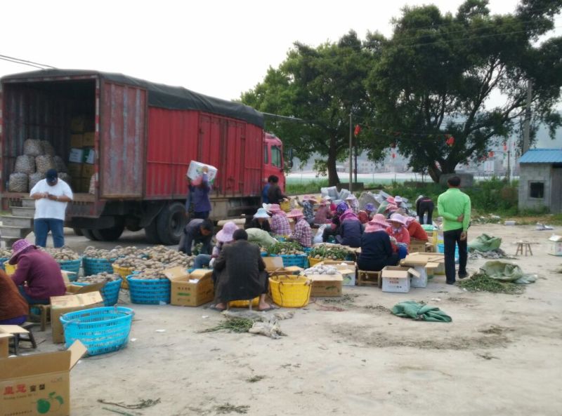 新土豆🥔2两以上精品产地直发货源充足