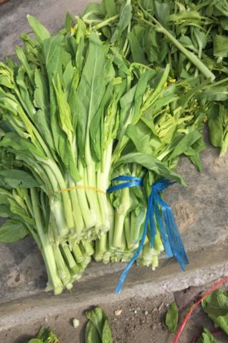 菜苔