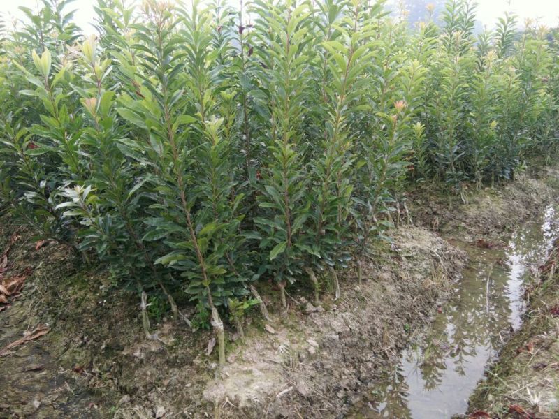 杨梅树30~50cm