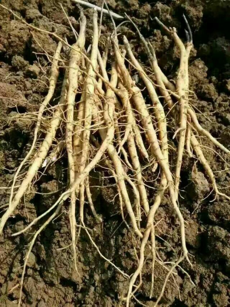 油牡丹苗10cm以下1-5年苗