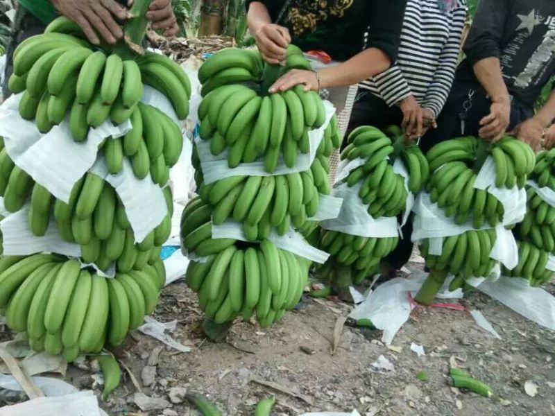 香蕉七成熟