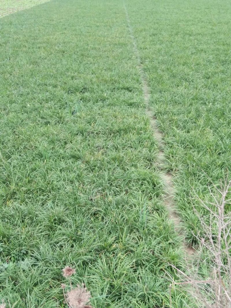 麦冬草