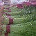 【精品】香芹万亩基地直发全国发货大量有货可视频看货