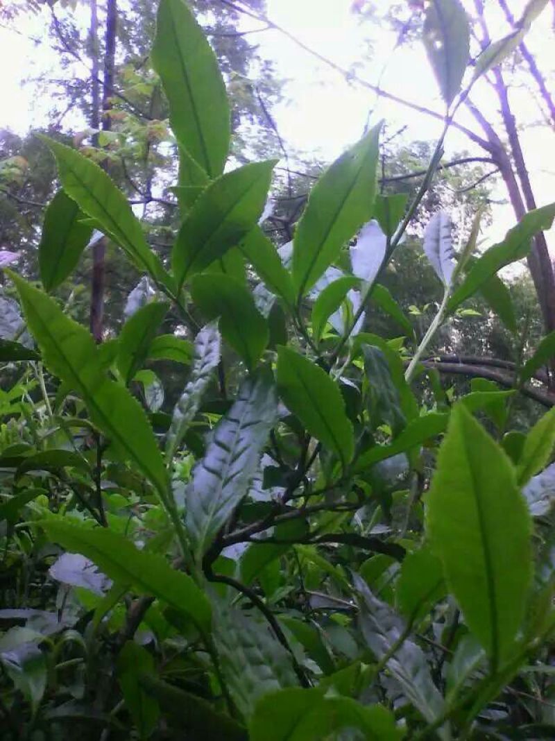 本山茶一级