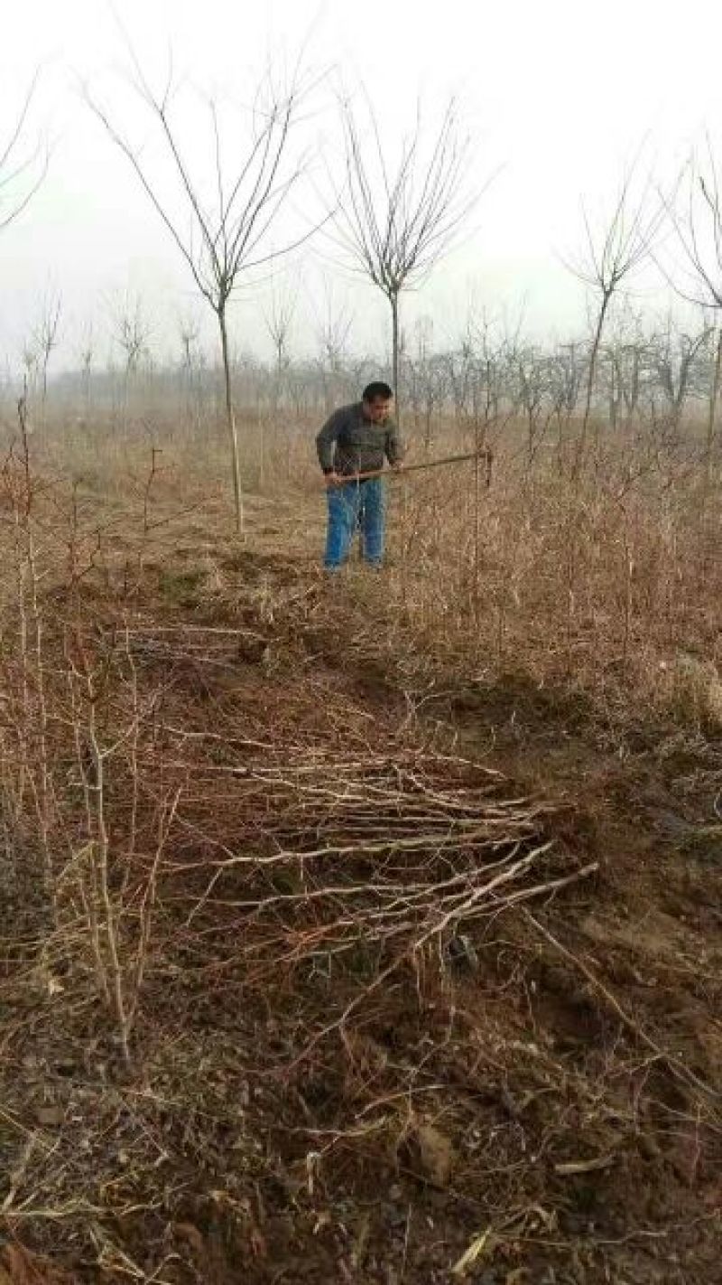 大枣苗30~50cm
