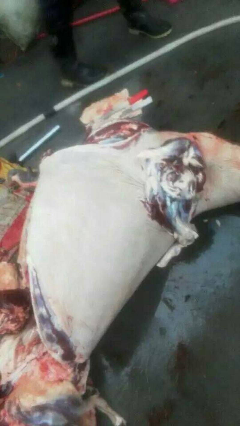 驴肉