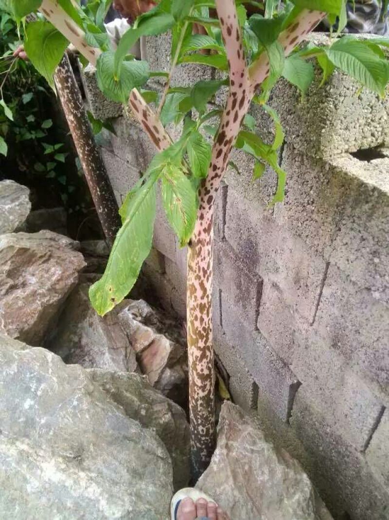 魔芋干散装