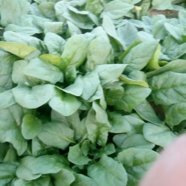 大叶菠菜20~25厘米保鲜供应，商超批发**接受预定