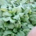 大叶菠菜20~25厘米保鲜供应，商超批发**接受预定