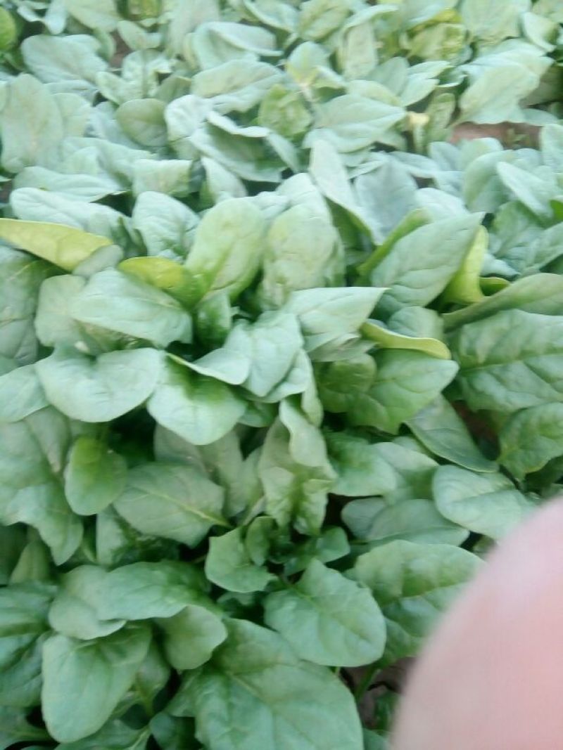 大叶菠菜20~25厘米保鲜供应，商超批发**接受预定