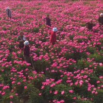 美丽芍药苗多花芍药苗