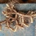 玉竹湿、大量有各种规格的玉竹