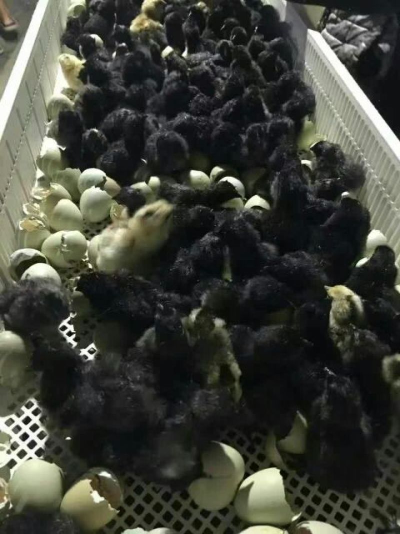 鸡苗500克以下脱温苗
