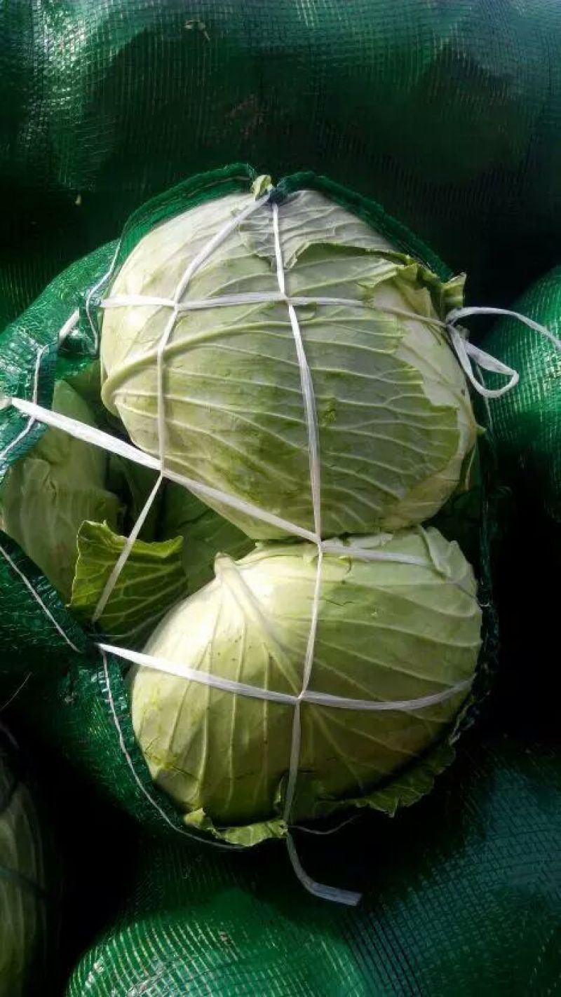 奥奇娜扁包菜，甘蓝，基地新货优惠上市！保证质量！