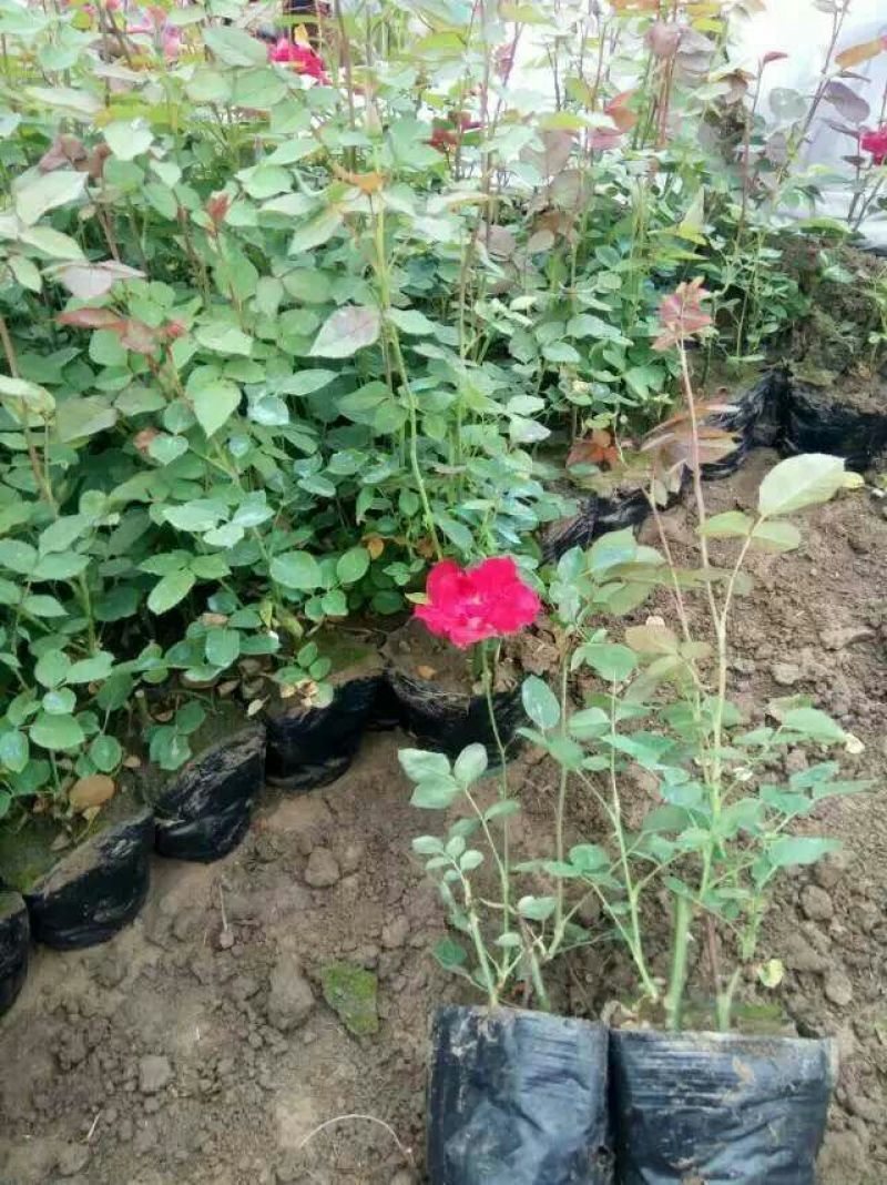 月季50~60cm，3分支以上，自家苗圃，货源充足