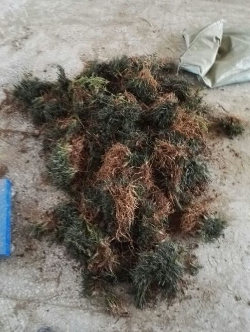 麦冬草