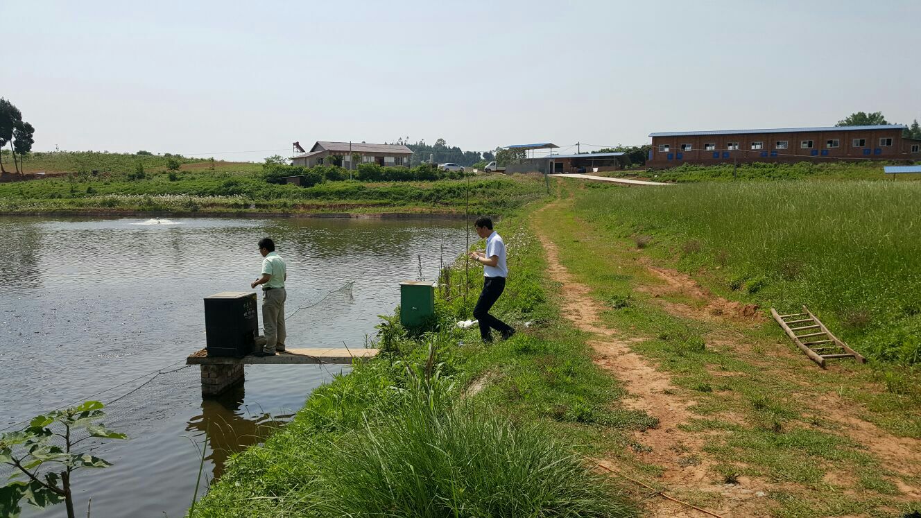 四川成都市金堂县草鱼 食用 人工养殖 活鱼 0.5