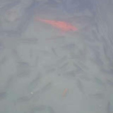 池鲤鱼食用1~2公斤