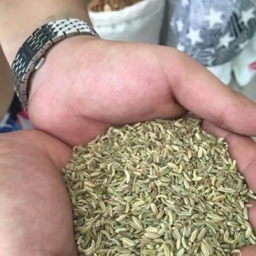 小茴香净货