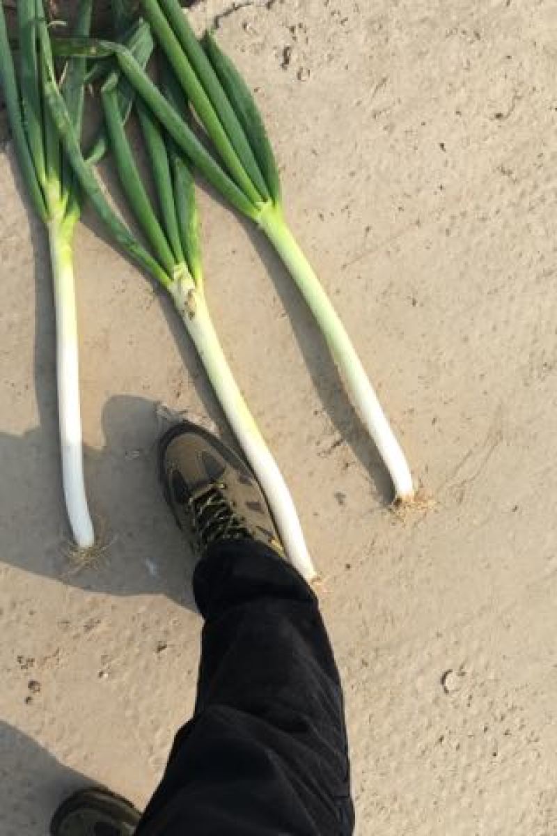杭州萧山区千亩优质铁杆大葱，量大价优，产地直发，欢迎咨询