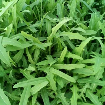 苦苣菜5~8厘米