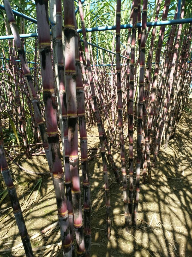 四川攀枝花红皮甘蔗大量有货欢迎打扰。。。