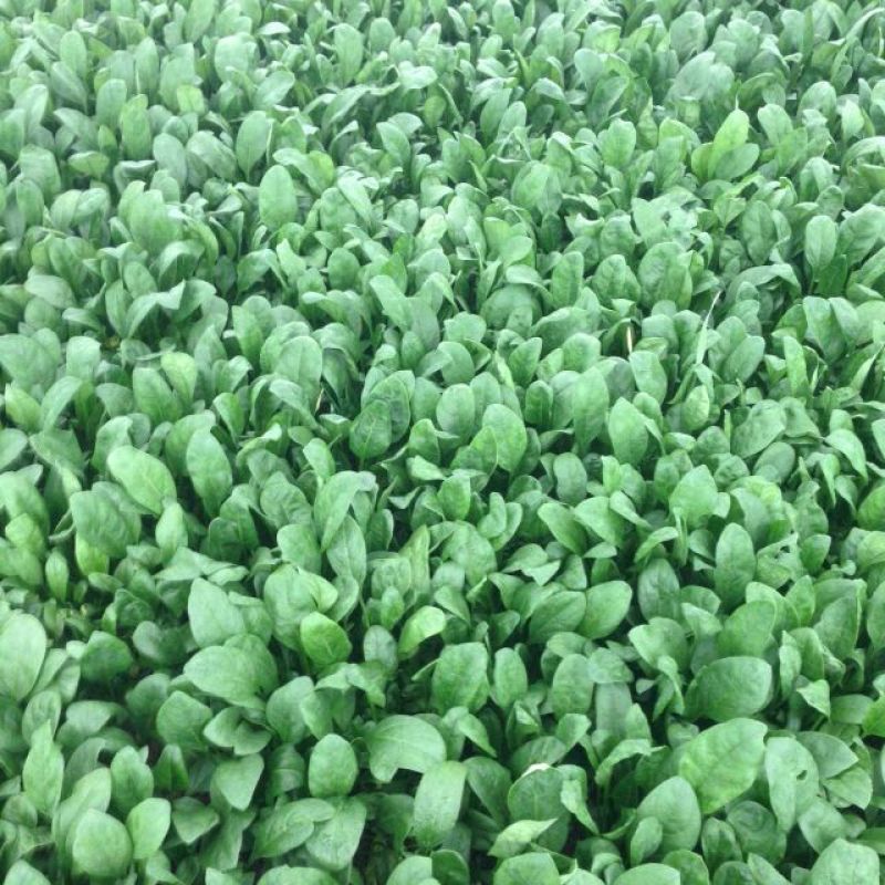 大叶菠菜15~20厘米
