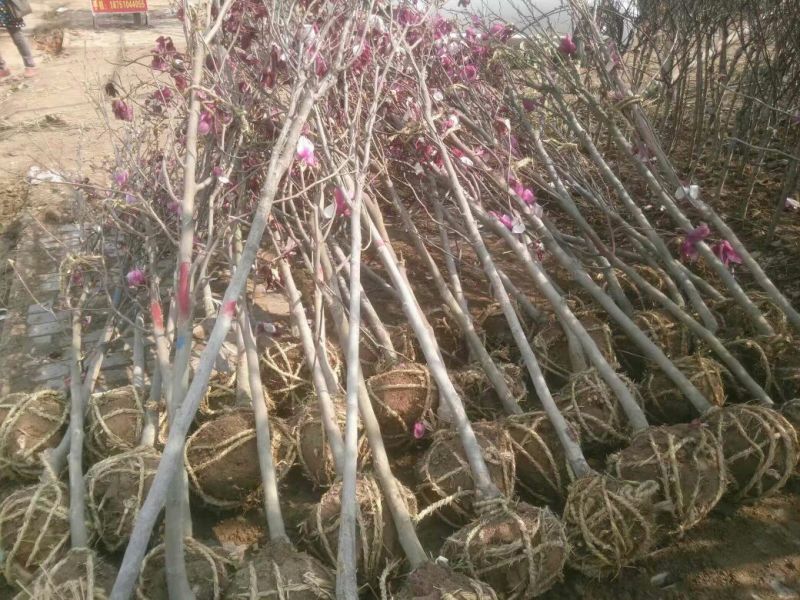 玉兰苗地栽苗80cm以上包指导包技术包成活