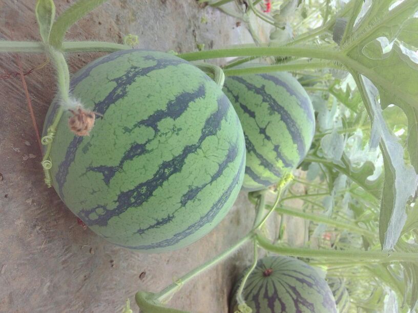 麒麟西瓜江苏盐城东台市_批发_供应-一亩田农