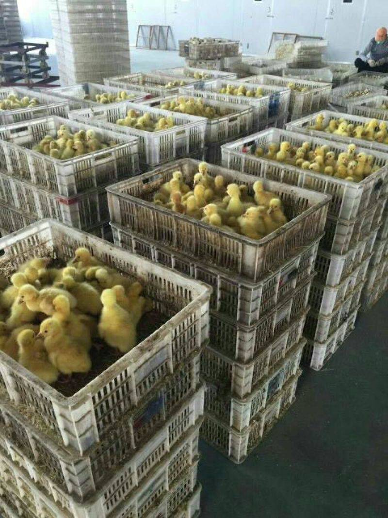 狮头鹅苗250g以下