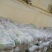 白花菜花1斤紧密乳白