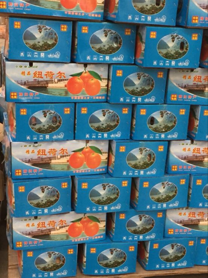 【精品】长虹脐橙皮薄肉多饱满多汁量大从优欢迎选购！