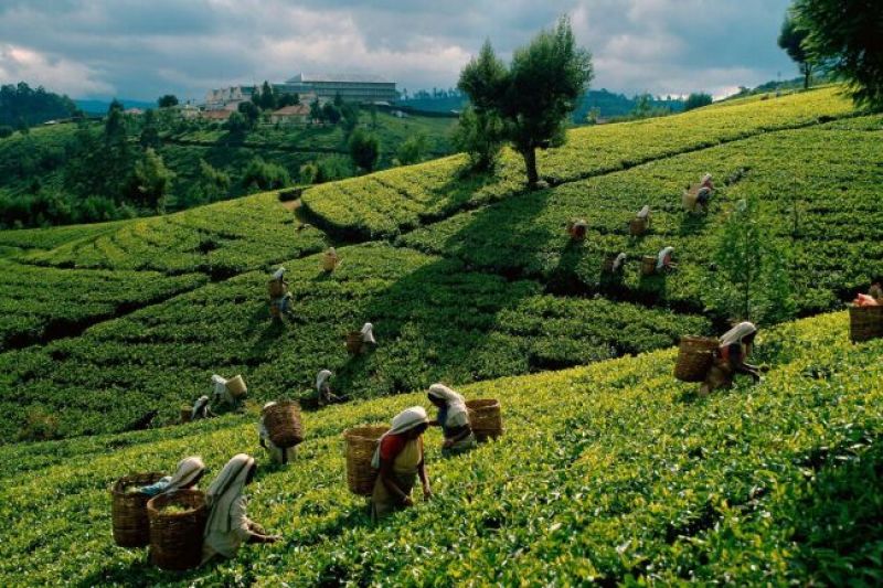 石阡苔茶特级
