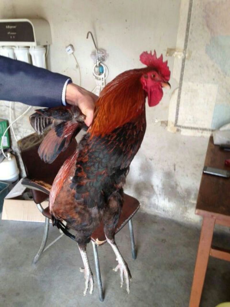 土鸡苗