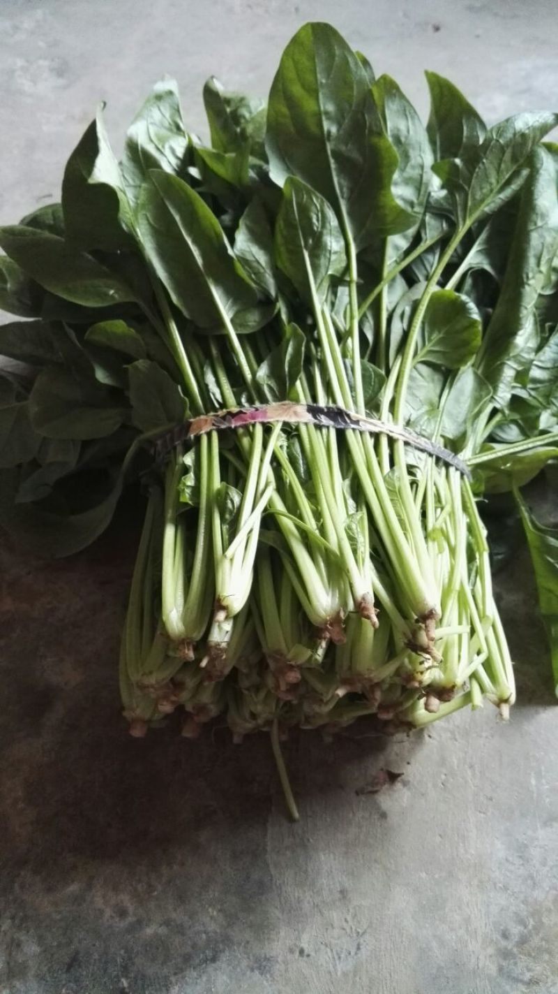 菠菜30~35厘米
