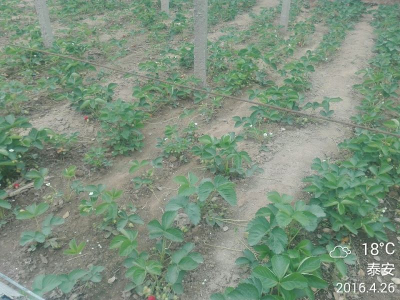 草莓苗10cm以下10~20cm